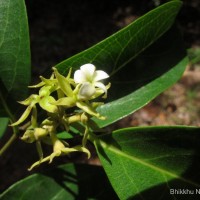 Aganosma cymosa (Roxb.) G.Don